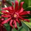 Florida Anise - Illicium Floridanum - 3 Gallon Pot 1 Florida Anise - Illicium Floridanum - 3 Gallon Pot -Plantify Shop anise florida 10