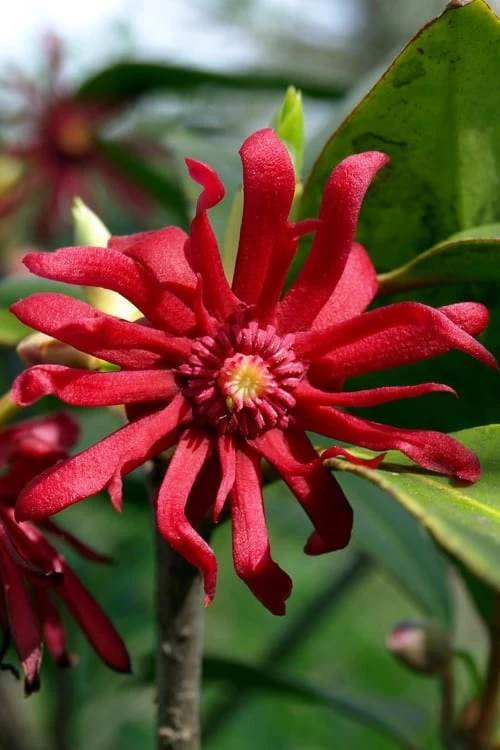 Florida Anise - Illicium Floridanum - 3 Gallon Pot 3 Florida Anise - Illicium Floridanum - 3 Gallon Pot