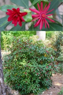 Florida Anise - Illicium Floridanum - 3 Gallon Pot 12 Florida Anise - Illicium Floridanum - 3 Gallon Pot -Plantify Shop anise florida illicium floridanum 500x750 1