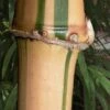 Golden Square Stem Bamboo (Chimonobambusa Quadrangularis 'Suow') - 3 Gallon Pot -Plantify Shop bamboo golden square stem 10