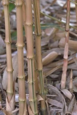 Golden Square Stem Bamboo (Chimonobambusa Quadrangularis 'Suow') - 3 Gallon Pot -Plantify Shop bamboo golden square stem 5