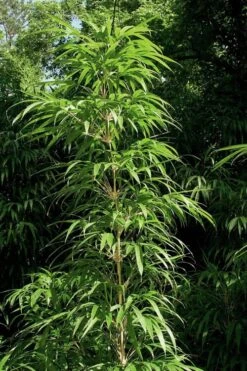 Golden Square Stem Bamboo (Chimonobambusa Quadrangularis 'Suow') - 5 Gallon Pot -Plantify Shop bamboo golden square stem 6 1