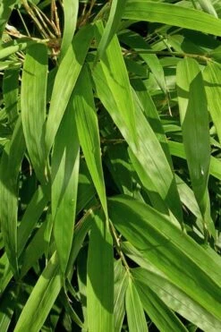 Golden Square Stem Bamboo (Chimonobambusa Quadrangularis 'Suow') - 5 Gallon Pot -Plantify Shop bamboo golden square stem 7 1