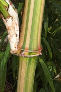 Golden Square Stem Bamboo (Chimonobambusa Quadrangularis 'Suow') - 5 Gallon Pot -Plantify Shop bamboo golden square stem 9 1