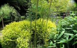 Dwarf Golden Leaf Bamboo - Pleioblastus Viridistriatus 'Chrysophyllus' - 3 Gallon Pot -Plantify Shop bamboo green stripe 3 2