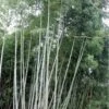 Black Stripe Bamboo - Phyllostachys Nigra Megurochiku - 3 Gallon Pot -Plantify Shop bamboo megurochiku10