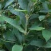 Ruscus Bamboo (Shibataea Kumasaca) - 3 Gallon Pot -Plantify Shop bamboo ruscus 20 1