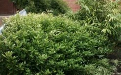 Ruscus Bamboo (Shibataea Kumasaca) - 1 Gallon Pot -Plantify Shop bamboo ruscus 21