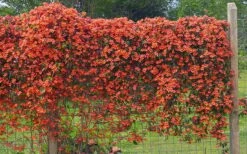 Tangerine Beauty Crossvine Bignonia - 3 Gallon Pot -Plantify Shop bignonia capreolata tangerine beauty crossvine 101