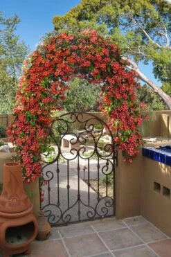 Tangerine Beauty Crossvine Bignonia - 3 Gallon Pot -Plantify Shop bignonia capreolata tangerine beauty crossvine 110