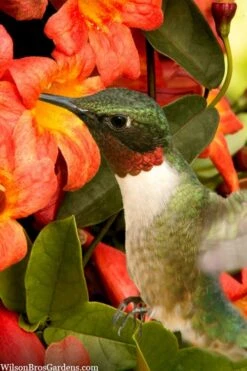Tangerine Beauty Crossvine Bignonia - 3 Gallon Pot -Plantify Shop bignonia capreolata tangerine beauty crossvine 111