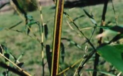 Black Stripe Bamboo - Phyllostachys Nigra Megurochiku - 3 Gallon Pot -Plantify Shop black stripe bamboo phyllostachys nigra megurochiku