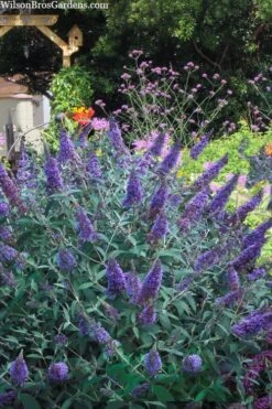 Ellen's Blue Butterfly Bush - 3 Gallon Pot -Plantify Shop buddleia davidii ellens blue butterfly bush 2