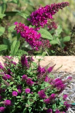 Summer Sips 'Sangria' Dwarf Butterfly Bush - 3 Gallon Pot -Plantify Shop buddleia summer sips sangria dwarf butterfly bush 2