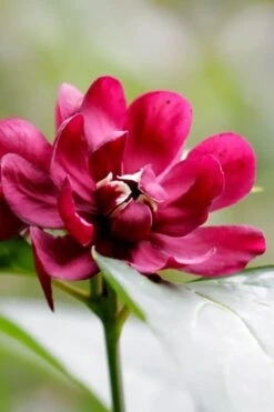 Hartlage Wine Sweetshrub (Calycanthus Raulstonii) - 7 Gallon Pot -Plantify Shop calycanthus raulstonii hartlage wine sweetshrub 2