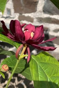 Hartlage Wine Sweetshrub (Calycanthus Raulstonii) - 7 Gallon Pot -Plantify Shop calycanthus raulstonii hartlage wine sweetshrub 3