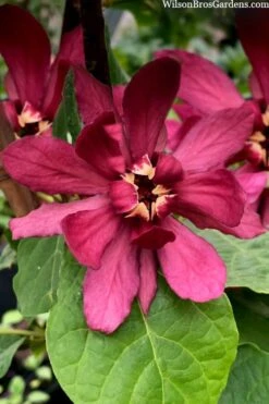 Hartlage Wine Sweetshrub (Calycanthus Raulstonii) - 7 Gallon Pot -Plantify Shop calycanthus raulstonii hartlage wine sweetshrub 4