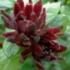 Simply Scentsational Sweetshrub (Calycanthus ) - 1 Gallon Pot -Plantify Shop calycanthus simply scentsational sweet shrub 13 1
