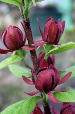 Simply Scentsational Sweetshrub (Calycanthus ) - 1 Gallon Pot -Plantify Shop calycanthus simply scentsational sweet shrub 3 1