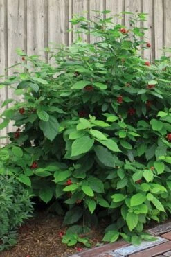 Simply Scentsational Sweetshrub (Calycanthus ) - 1 Gallon Pot -Plantify Shop calycanthus simply scentsational sweet shrub 4 1