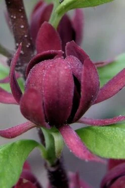 Simply Scentsational Sweetshrub (Calycanthus ) - 1 Gallon Pot -Plantify Shop calycanthus simply scentsational sweet shrub 7 1