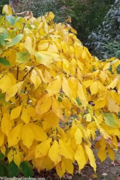 Simply Scentsational Sweetshrub (Calycanthus ) - 1 Gallon Pot -Plantify Shop calycanthus simply scentsational sweet shrub 8 1