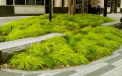 Evercolor Everillo Carex - 1 Gallon Pot -Plantify Shop carex everillo 20