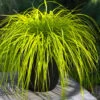 Evercolor Everillo Carex - 1 Gallon Pot -Plantify Shop carex everillo 22