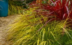 Evercolor Everillo Carex - 1 Gallon Pot -Plantify Shop carex everillo 23