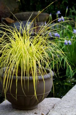 Evercolor Everillo Carex - 1 Gallon Pot -Plantify Shop carex everillo 24