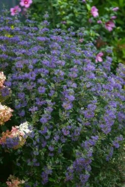 Beyond Midnight Blue Mist Shrub (Caryopteris) - 3 Gallon Pot -Plantify Shop caryopteris beyond midnight blue mist shrub 1