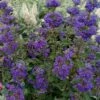 Beyond Midnight Blue Mist Shrub (Caryopteris) - 3 Gallon Pot -Plantify Shop caryopteris beyond midnight blue mist shrub 10