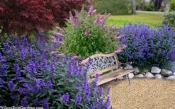 Beyond Midnight Blue Mist Shrub (Caryopteris) - 3 Gallon Pot -Plantify Shop caryopteris beyond midnight blue mist shrub 7