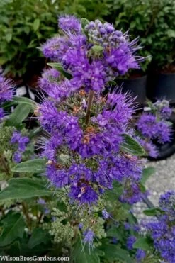 Beyond Midnight Blue Mist Shrub (Caryopteris) - 3 Gallon Pot -Plantify Shop caryopteris beyond midnight blue mist shrub 9
