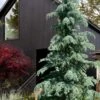 Karl Fuchs Deodar Cedar - 3 Gallon Pot -Plantify Shop cedrus deodara karl fuchs himalayan cedar 3