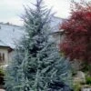 Electra Blue Deodar Cedar - 6 Gallon Pot (4-5') -Plantify Shop cedrus deodora divinely blue topiary tree 102