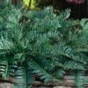 Creeping Japanese Plum Yew (Cephalotaxus Harringtonia 'Prostrata') - 1 Gallon Pot -Plantify Shop cephalotaxus harringtonia prostrata creeping japanese yew 32 2