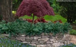 Creeping Japanese Plum Yew (Cephalotaxus Harringtonia 'Prostrata') - 1 Gallon Pot -Plantify Shop cephalotaxus harringtonia prostrata creeping japanese yew 33 2