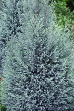 Blue Surprise Lawson Cypress (Chamaecyparis Lawsoniana) - 2 Gallon Pot -Plantify Shop chamaecyparis lawsoniana blue surprise lawson cypress 11