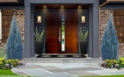 Blue Surprise Lawson Cypress (Chamaecyparis Lawsoniana) - 2 Gallon Pot -Plantify Shop chamaecyparis lawsoniana blue surprise lawson cypress 12