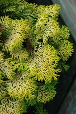 Confucius Golden Hinoki Cypress (Chamaecyparis Obtusa) - 1 Gallon Pot -Plantify Shop chamaecyparis obtusa confucius golden hinoki cypress 1