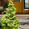 Confucius Golden Hinoki Cypress (Chamaecyparis Obtusa) - 1 Gallon Pot -Plantify Shop chamaecyparis obtusa confucius golden hinoki cypress 3