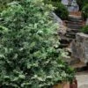 Gimborn Beauty Hinoki Cypress - 7 Gallon Pot -Plantify Shop chamaecyparis obtusa gimborn beauty hinoki cypress 6