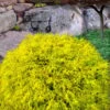 King's Gold Sawara False Cypress - 3 Gallon Pot -Plantify Shop chamaecyparis pisifera kings gold false cypress 7 1