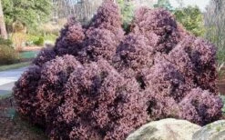 Heatherbun Atlantic White Cedar (Chamaecyparis Thyiodes) - 2 Gallon Pot -Plantify Shop chamaecyparis thyoides heatherbun atlantic white cedar 2