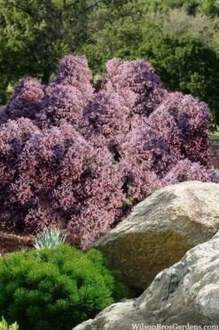 Heatherbun Atlantic White Cedar (Chamaecyparis Thyiodes) - 2 Gallon Pot