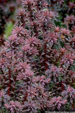 Red Star Cedar - 1 Gallon Pot -Plantify Shop chamaecyparis thyoides red star cedar 8