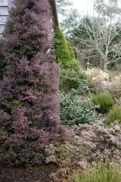 Red Star Cedar - 5 Gallon Pot