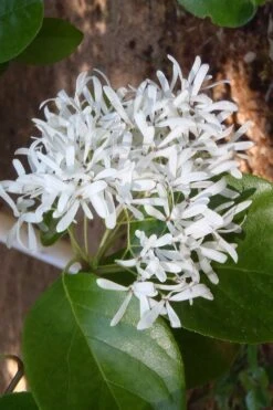 Tokyo Tower Chinese Fringe Tree (Chionanthus Retusus) - 7 Gallon Pot (5-6') -Plantify Shop chionanthus retusus tokyo tower chinese fringe tree 4