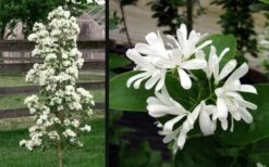 Tokyo Tower Chinese Fringe Tree (Chionanthus Retusus) - 7 Gallon Pot (4-5') -Plantify Shop chionanthus retusus tokyo tower chinese fringe tree 6 1